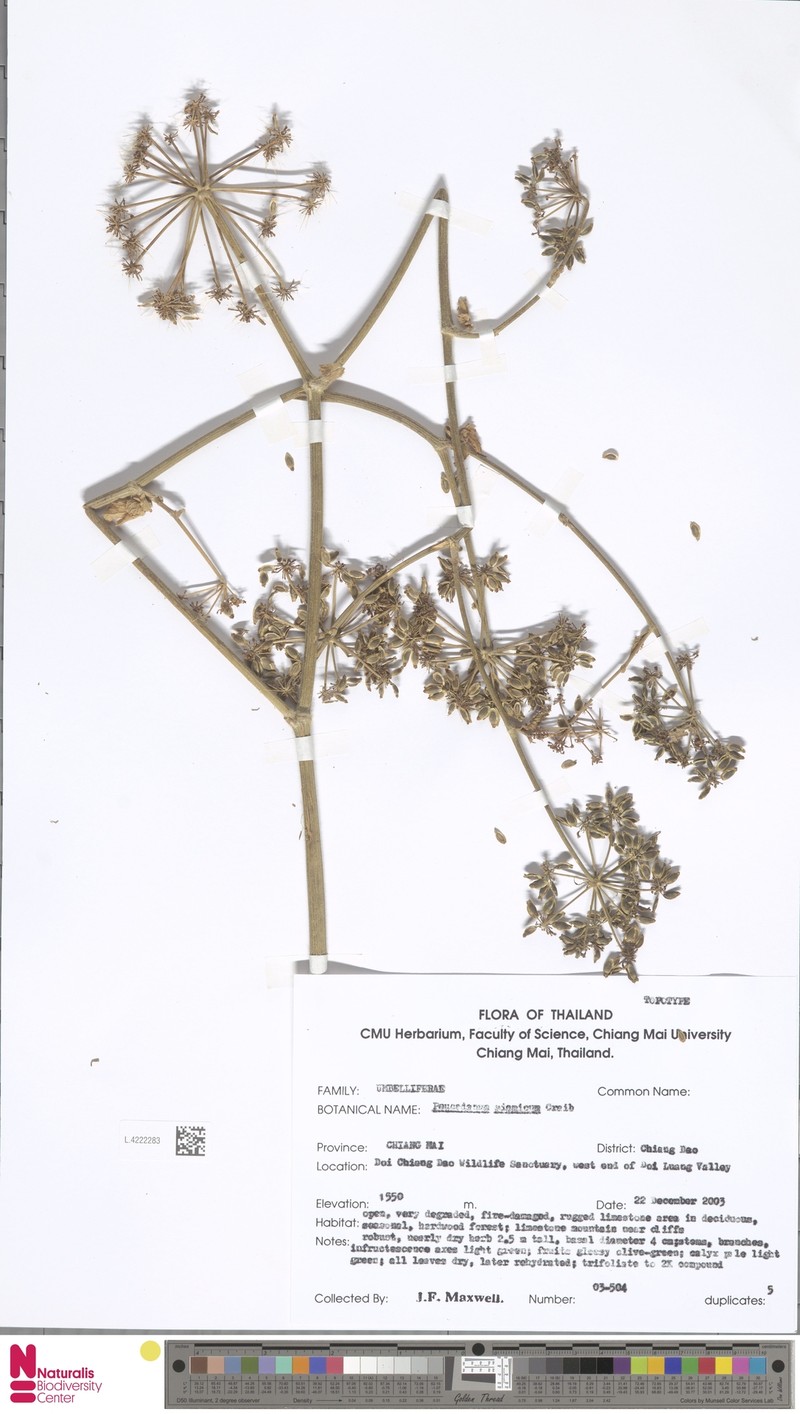 Peucedanum siamicum photo 2