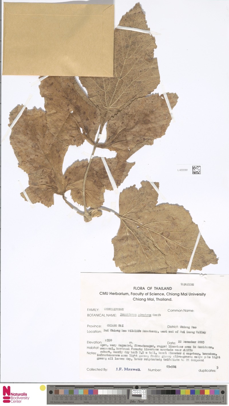Peucedanum siamicum photo 3