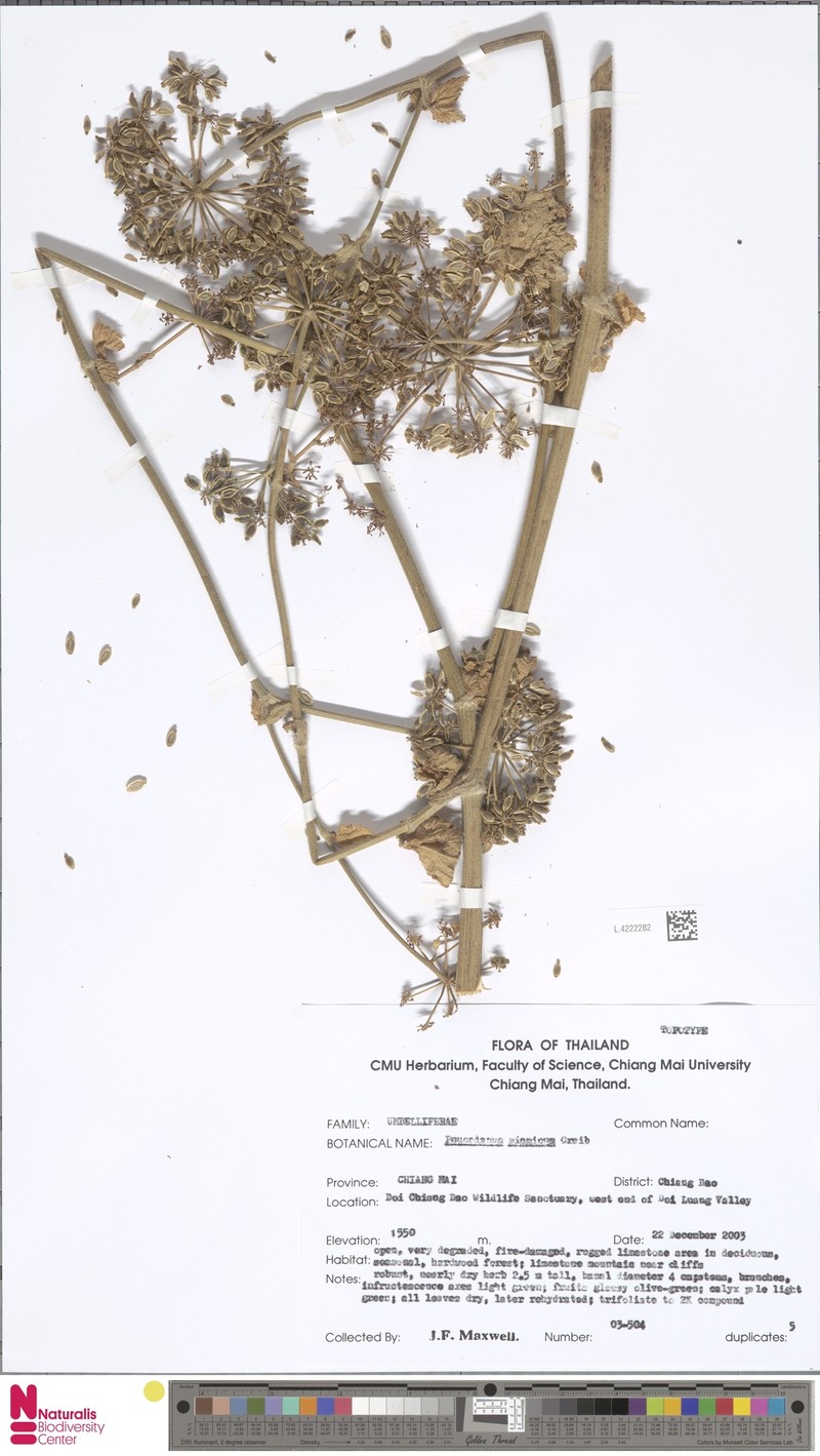 Peucedanum siamicum photo 4
