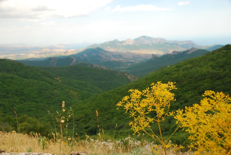 Peucedanum tauricum