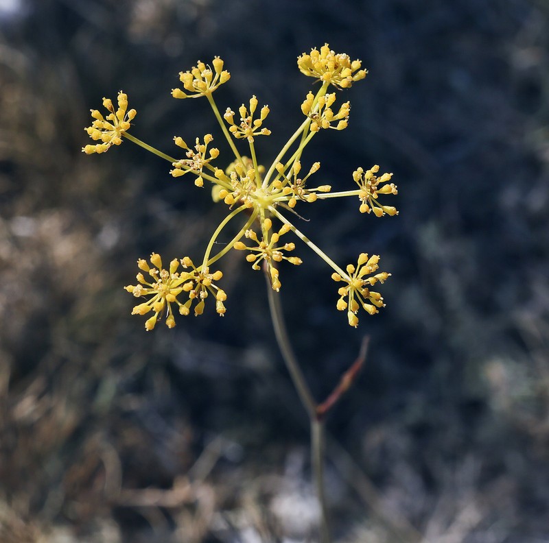 Peucedanum tauricum photo 2