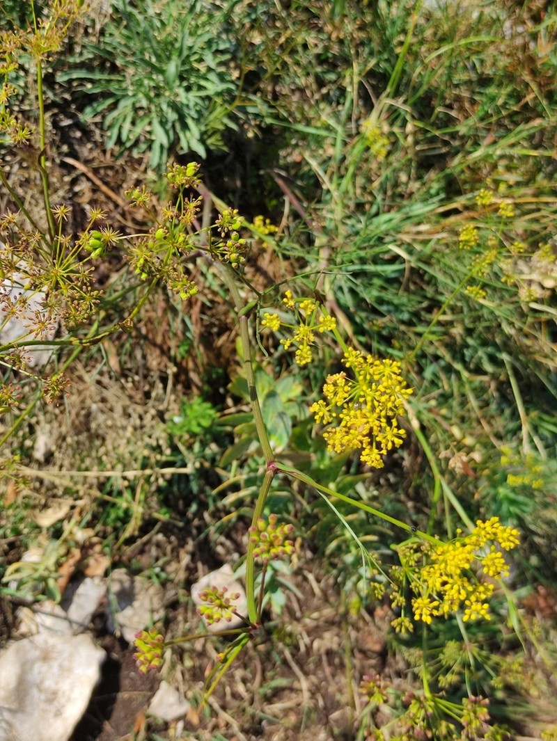 Peucedanum tauricum photo 3