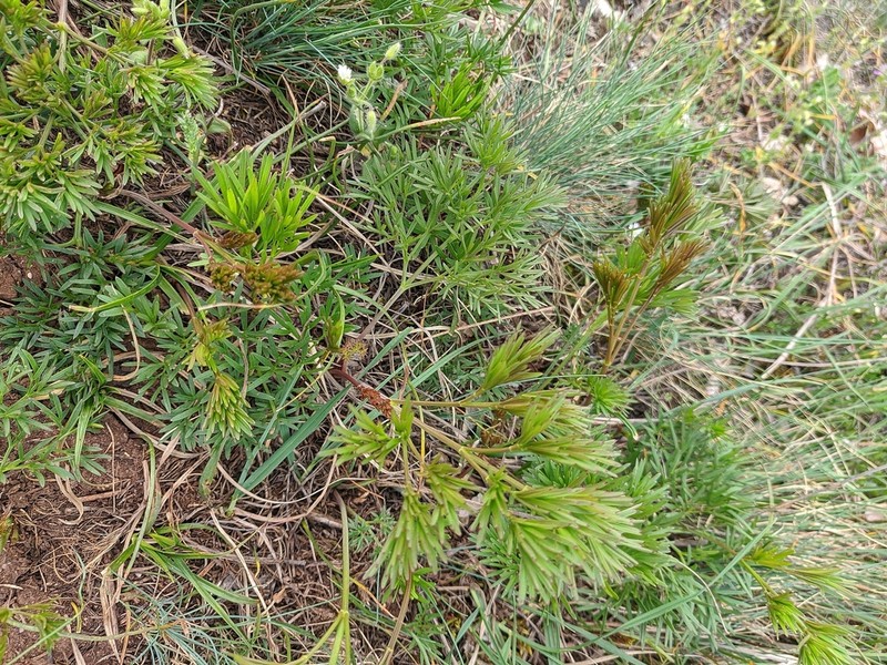 Peucedanum tauricum photo 4