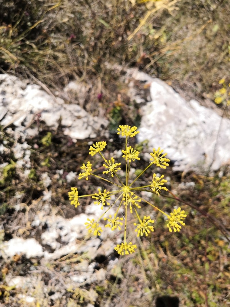 Peucedanum tauricum photo 5