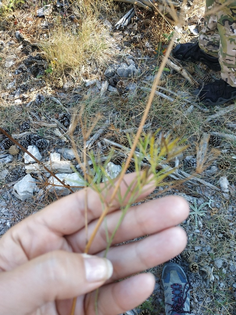 Peucedanum tauricum photo 6