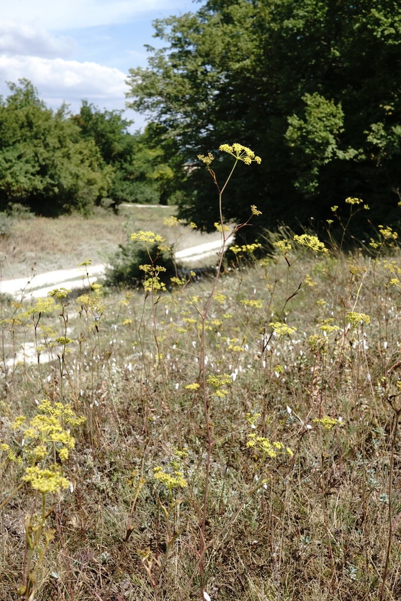 Peucedanum tauricum photo 7