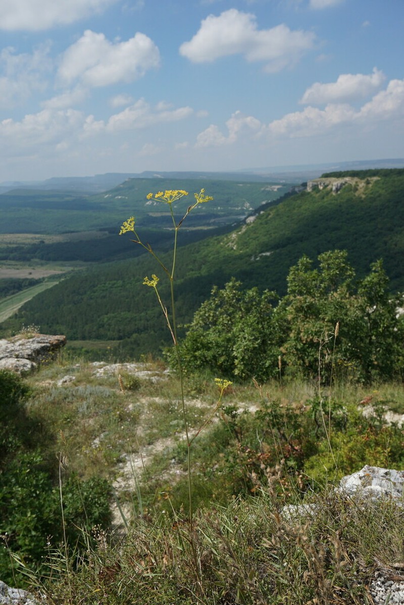 Peucedanum tauricum photo 8