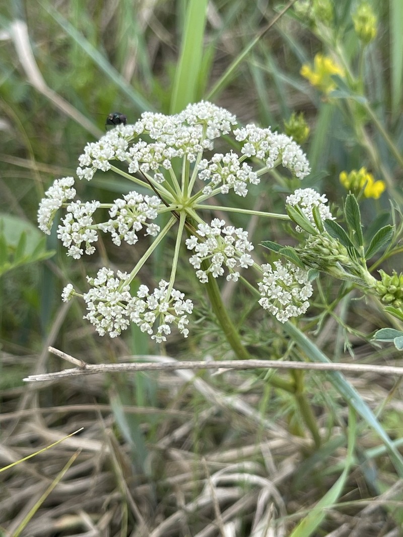 Peucedanum vaginatum