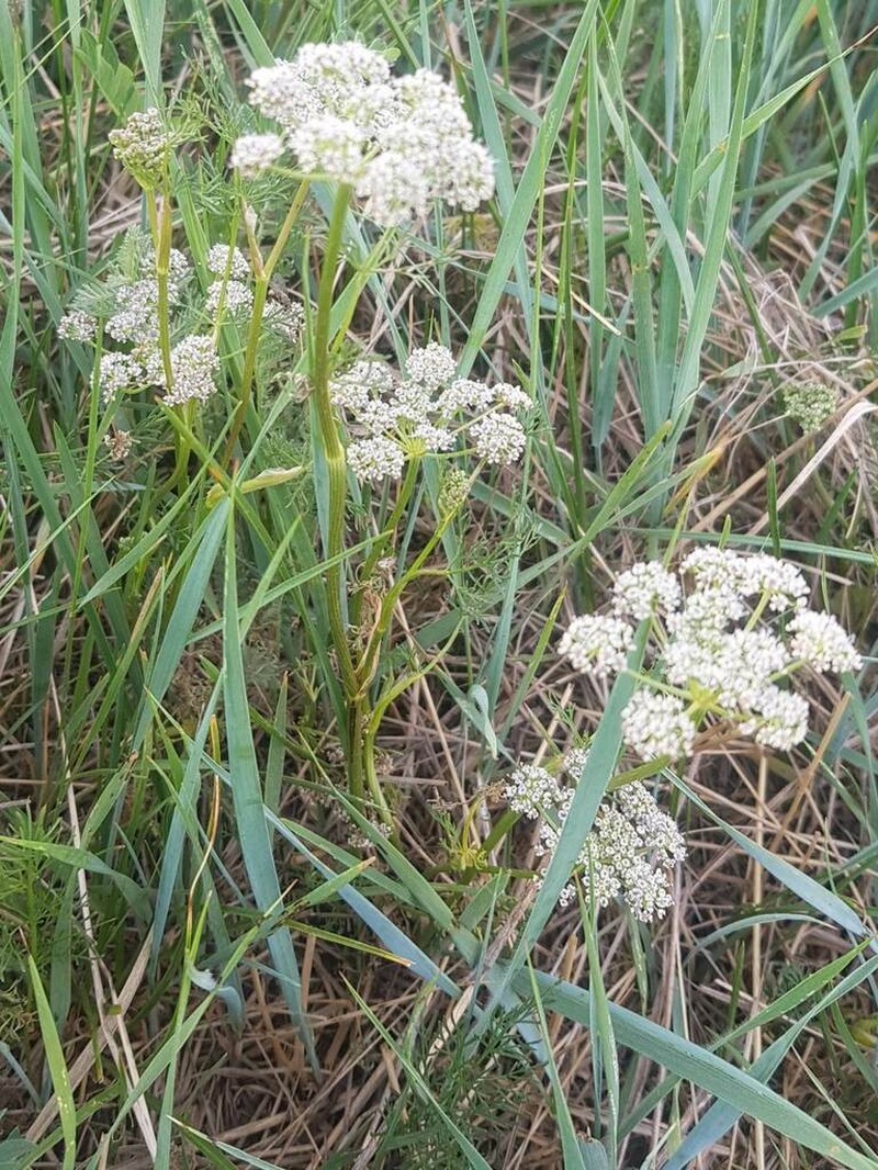 Peucedanum vaginatum photo 2