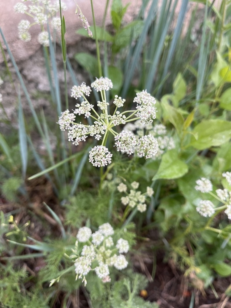 Peucedanum vaginatum photo 3