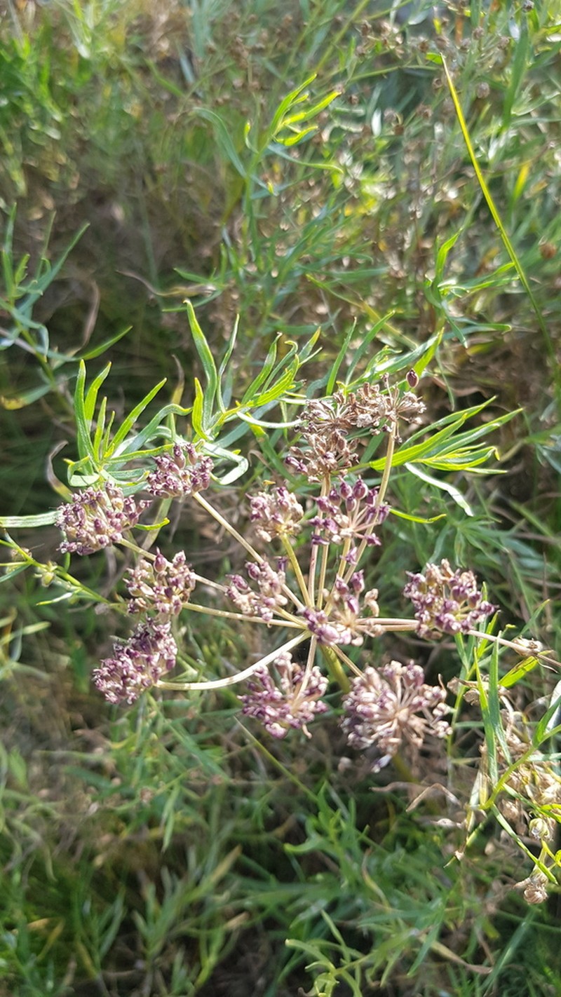 Peucedanum vaginatum photo 4
