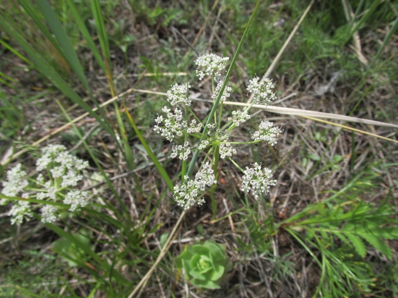 Peucedanum vaginatum photo 5