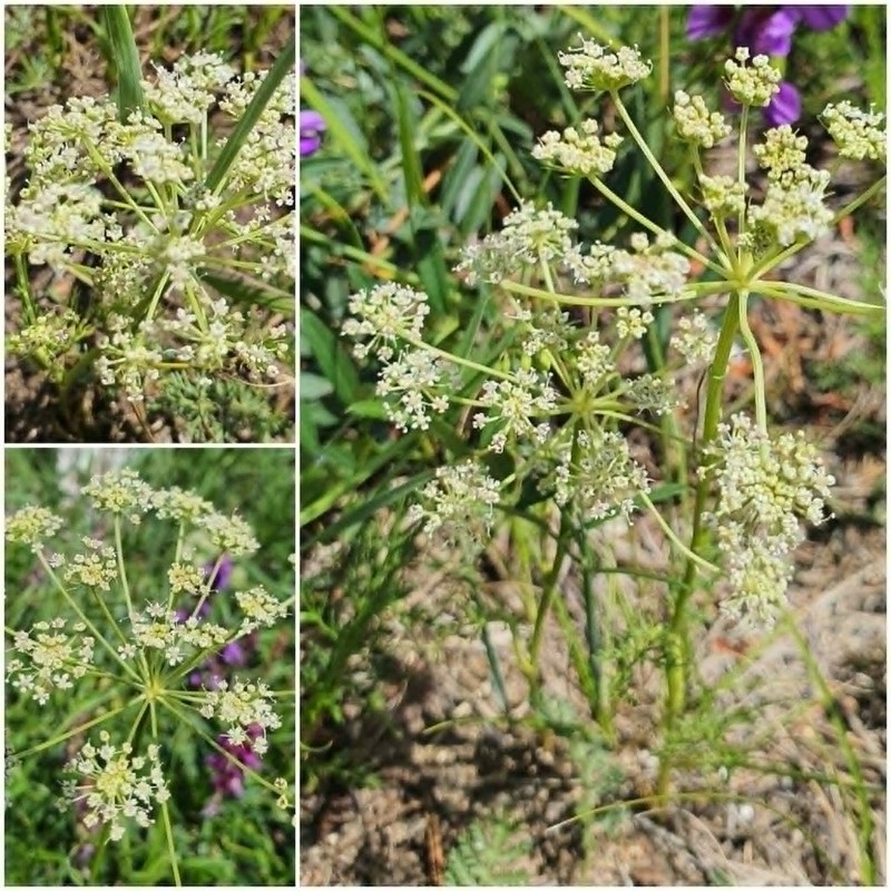 Peucedanum vaginatum photo 6