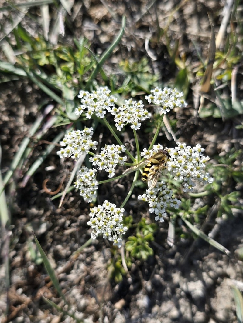 Peucedanum vaginatum photo 7