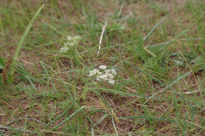 Peucedanum vaginatum photo 8
