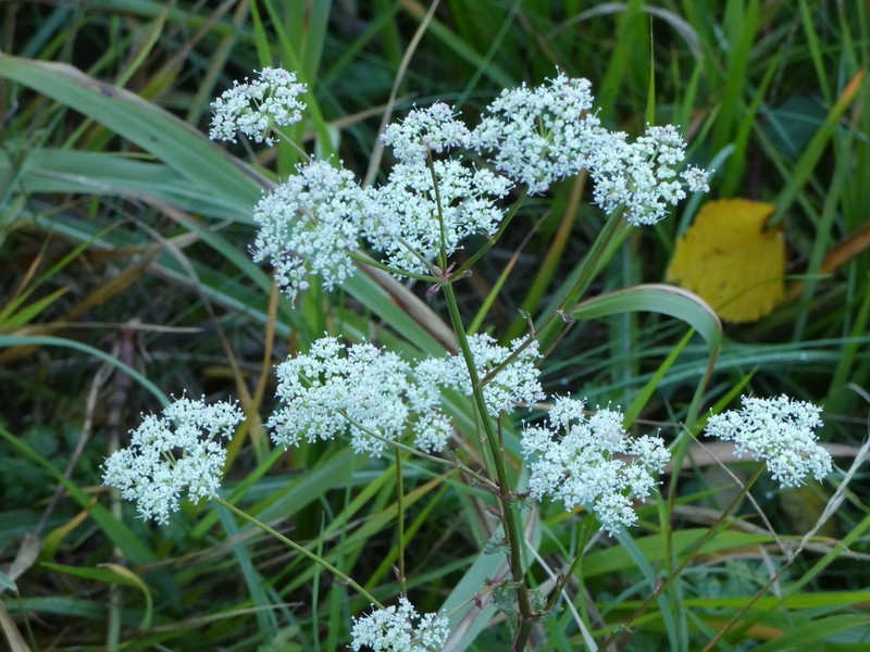 Peucedanum venetum