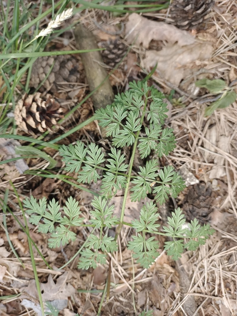 Peucedanum venetum photo 2