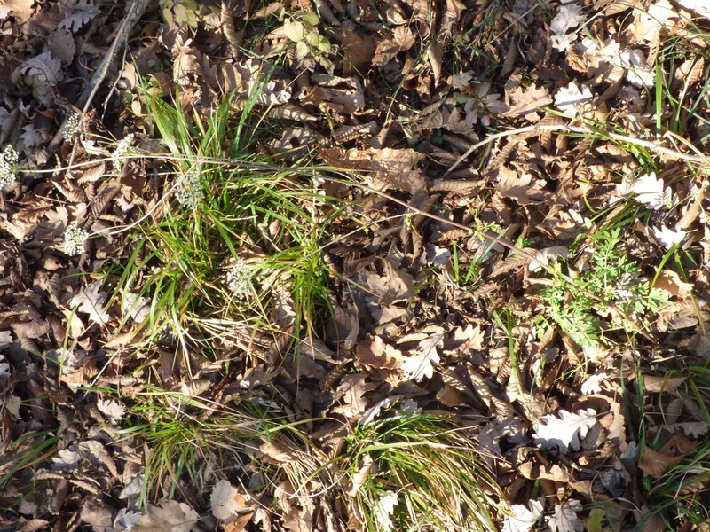 Peucedanum venetum photo 3