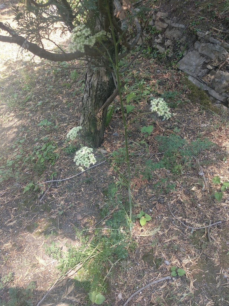 Peucedanum venetum photo 4