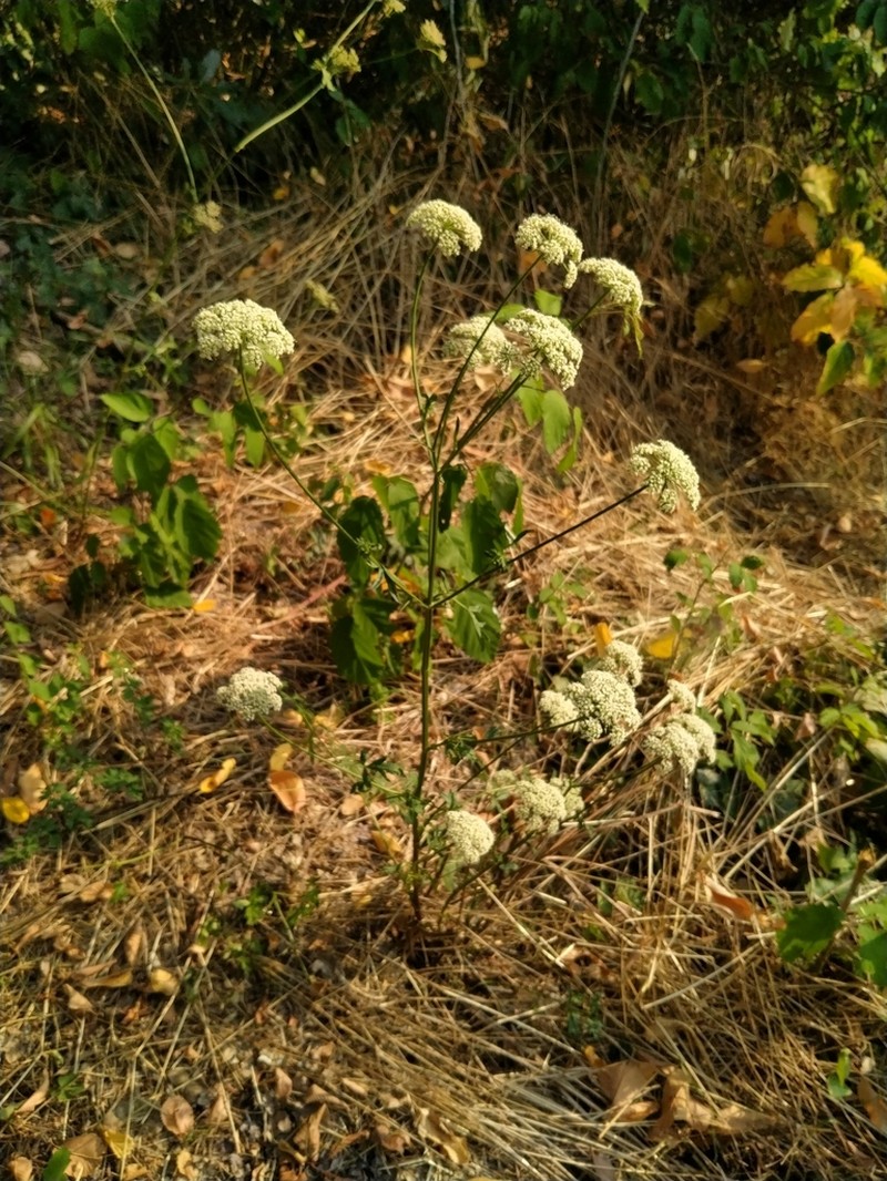 Peucedanum venetum photo 5