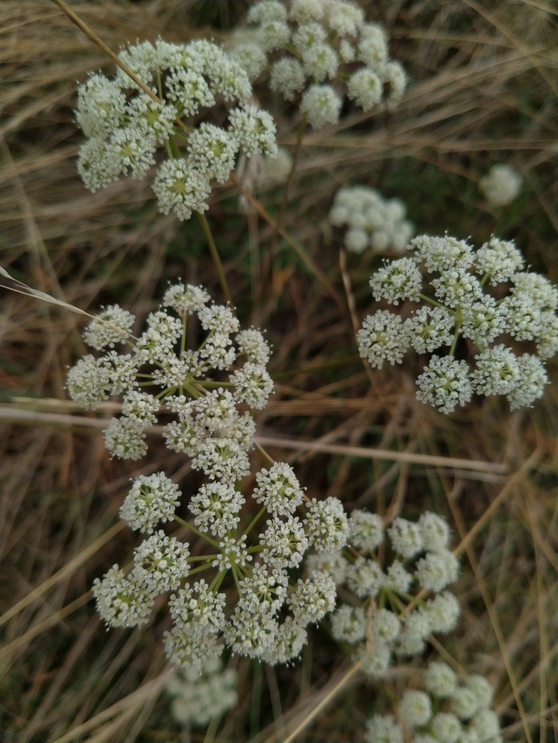 Peucedanum venetum photo 6