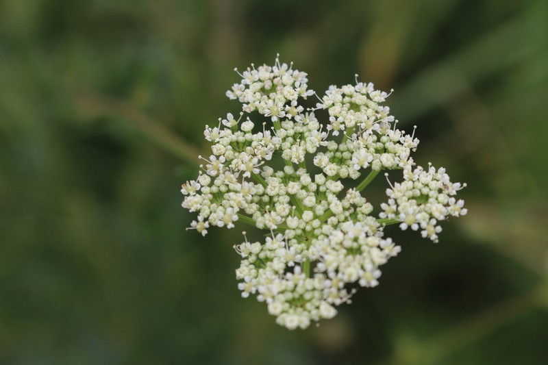 Peucedanum venetum photo 7