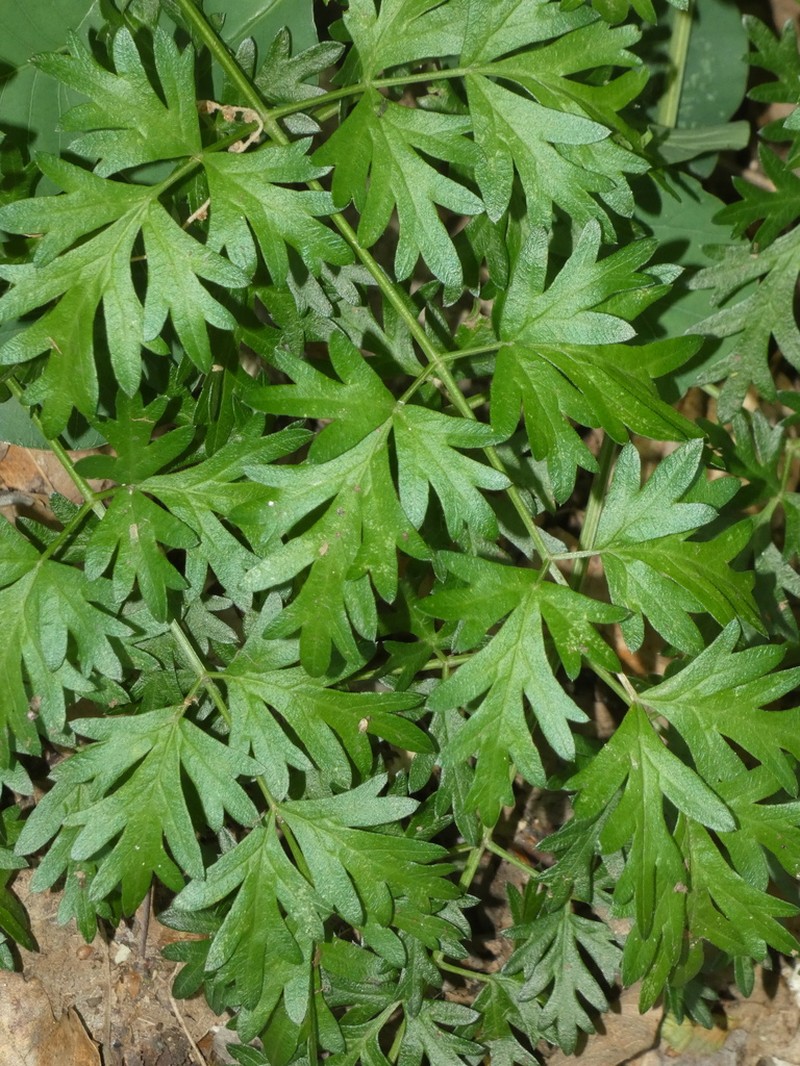 Peucedanum venetum photo 8