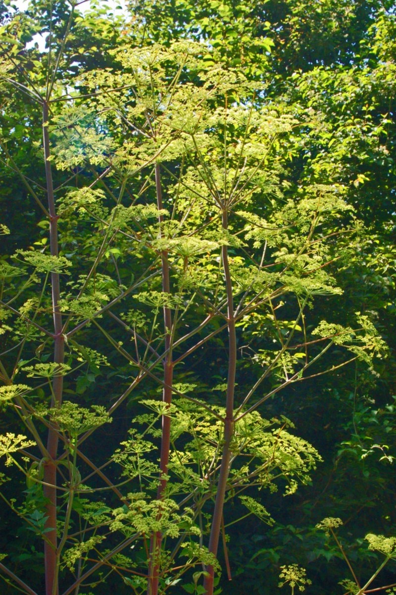 Peucedanum verticillare