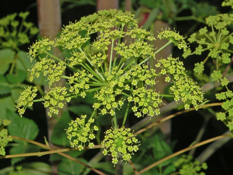 Peucedanum verticillare photo 2