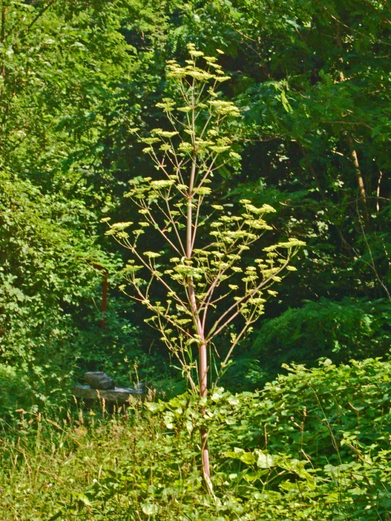 Peucedanum verticillare photo 3