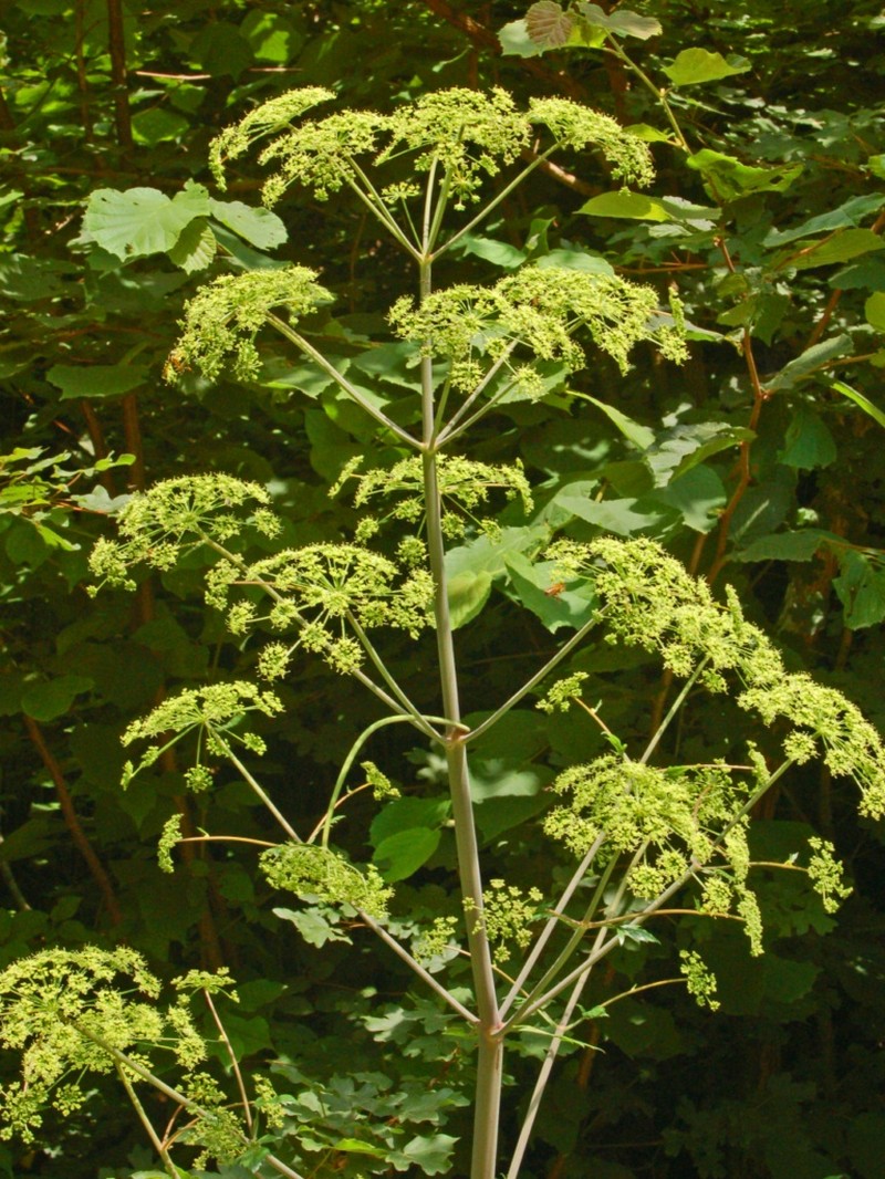 Peucedanum verticillare photo 4
