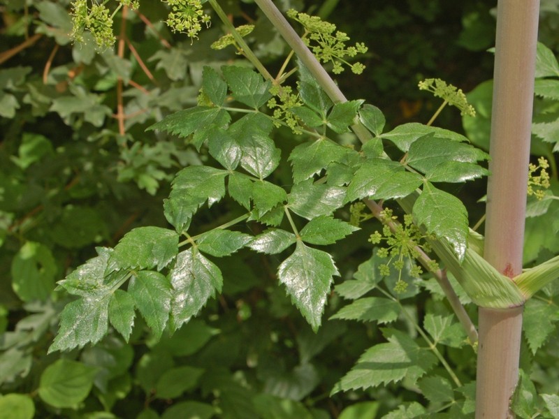 Peucedanum verticillare photo 5