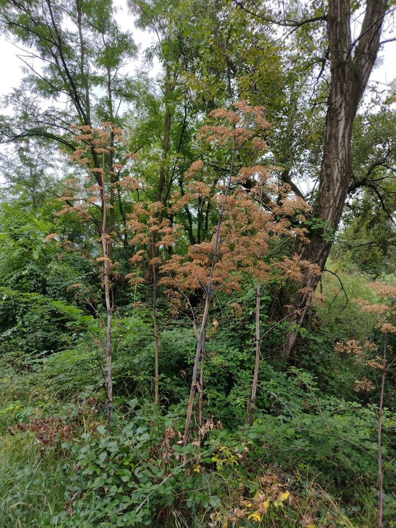 Peucedanum verticillare photo 6