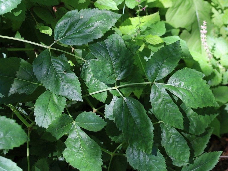 Peucedanum verticillare photo 7