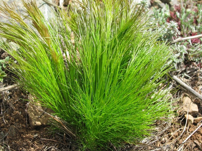 Peucedanum vourinense