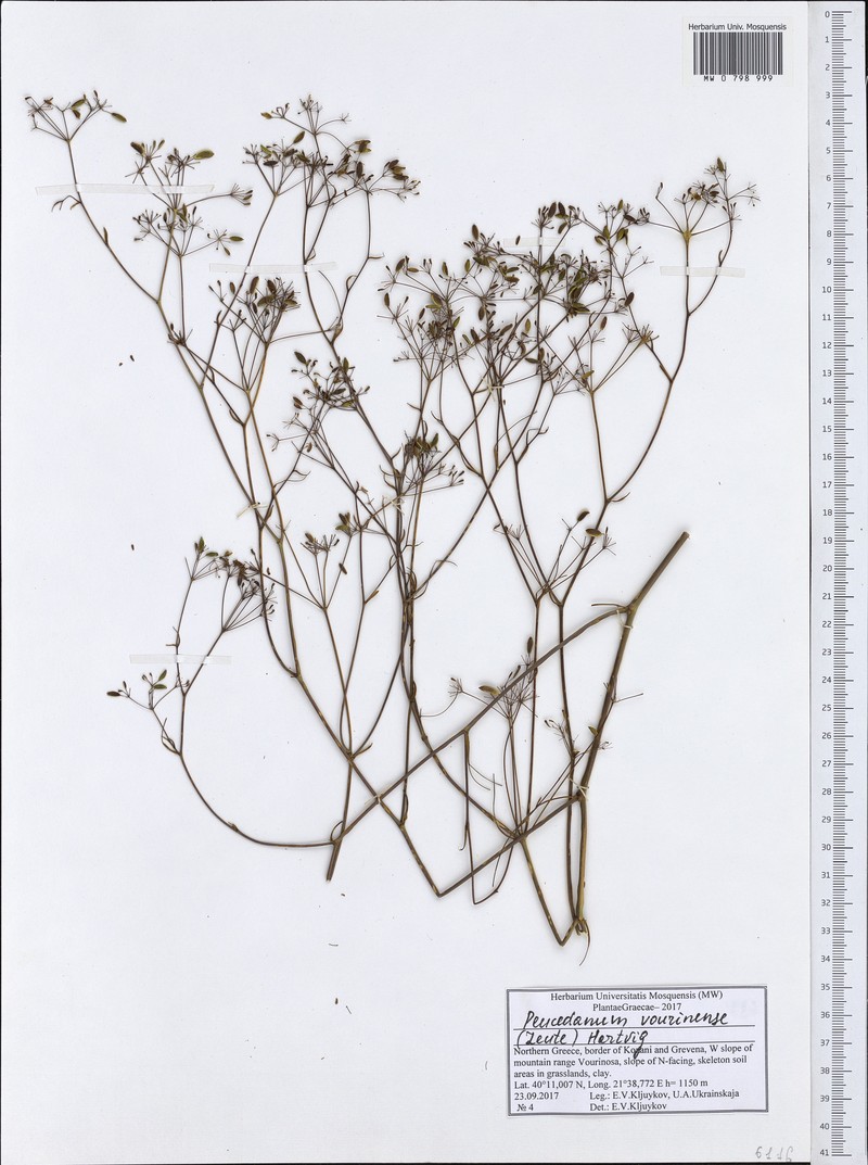 Peucedanum vourinense photo 2