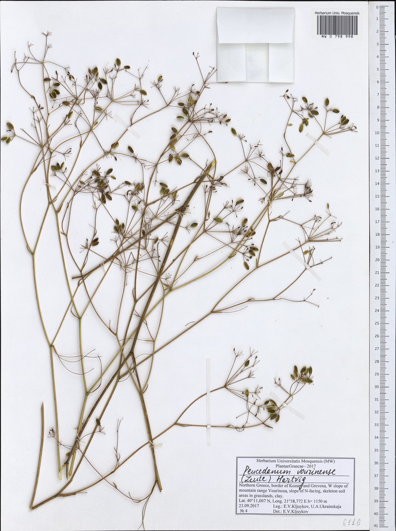 Peucedanum vourinense photo 3