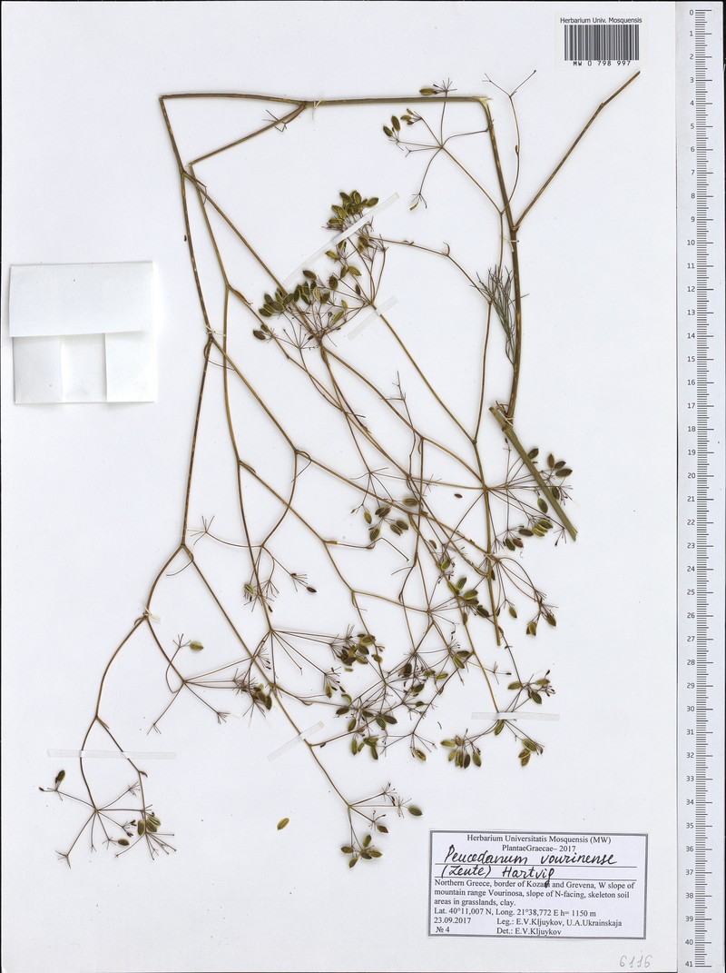 Peucedanum vourinense photo 4