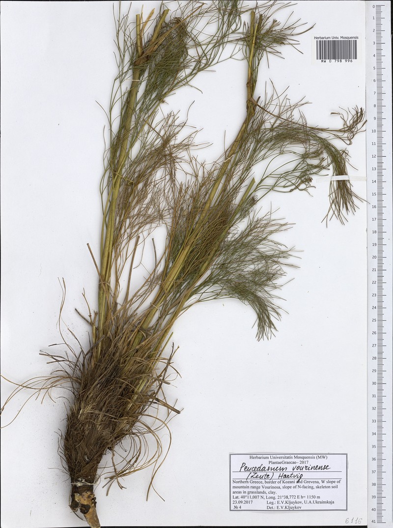 Peucedanum vourinense photo 5
