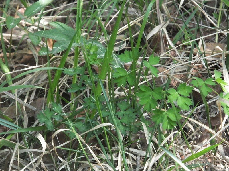 Peucedanum wawrae
