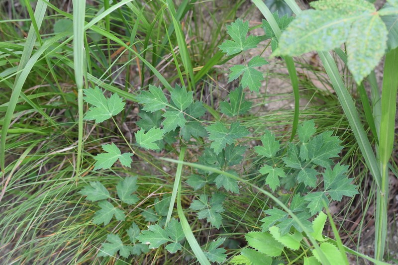 Peucedanum wawrae photo 2