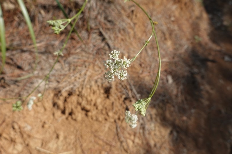 Peucedanum wawrae photo 3