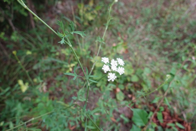 Peucedanum wawrae photo 4
