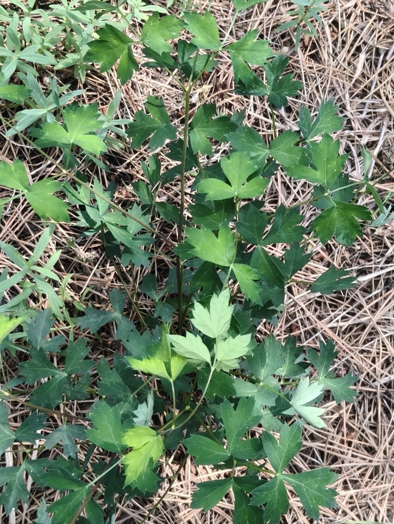 Peucedanum wawrae photo 5