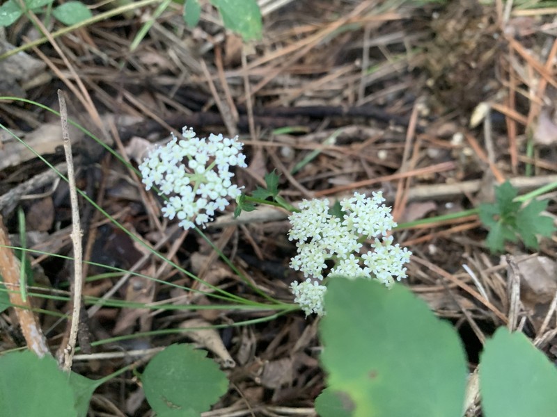 Peucedanum wawrae photo 6