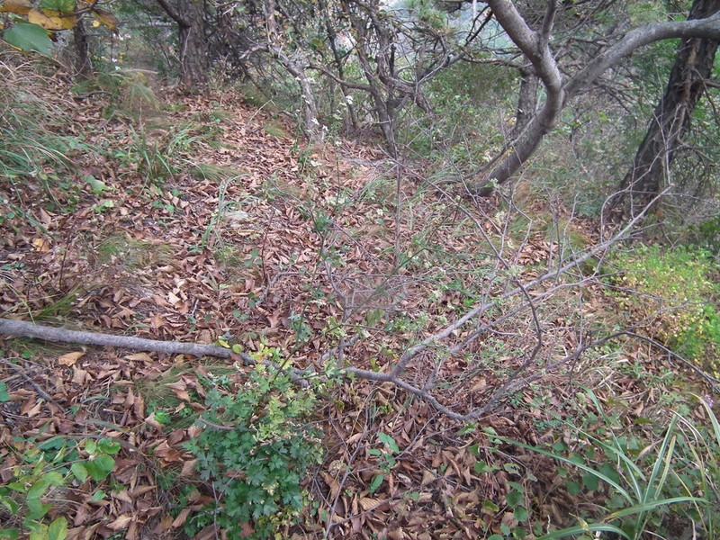 Peucedanum wawrae photo 8