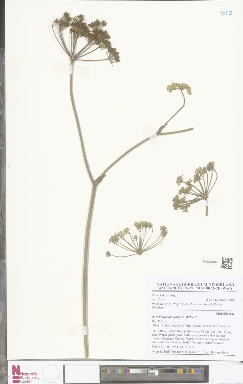 Peucedanum winkleri