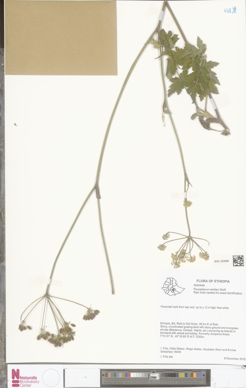 Peucedanum winkleri photo 2