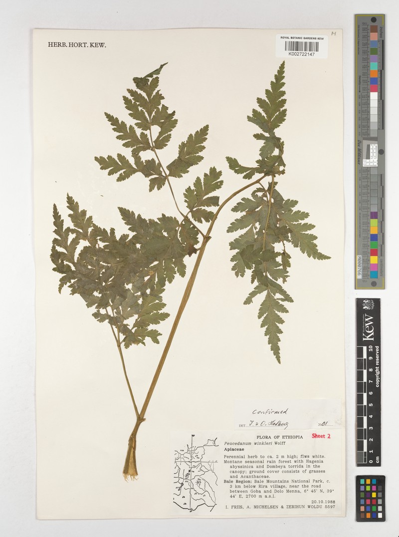 Peucedanum winkleri photo 3