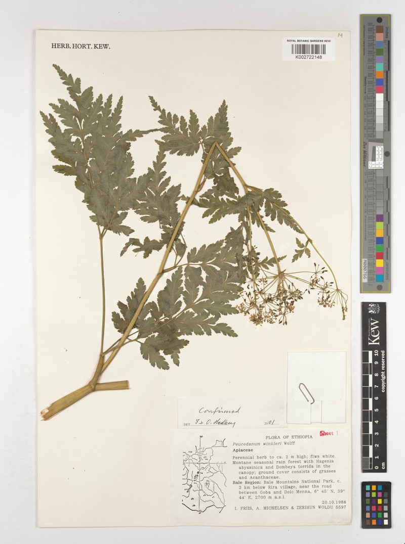Peucedanum winkleri photo 4